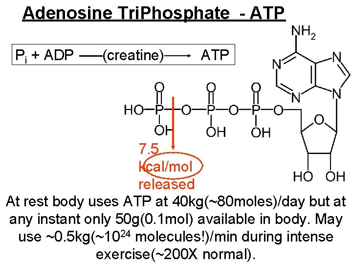 Adenosine Tri. Phosphate - ATP Pi + ADP (creatine) ATP 7. 5 kcal/mol released