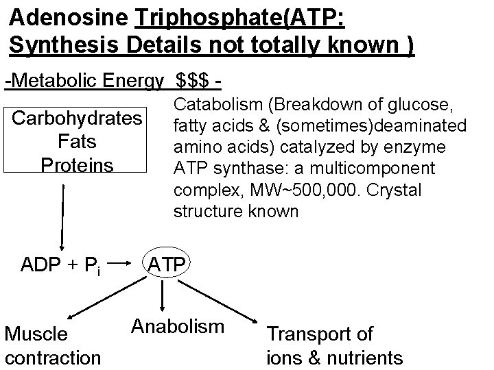 Adenosine Triphosphate(ATP: Synthesis Details not totally known ) -Metabolic Energy $$$ Carbohydrates Fats Proteins