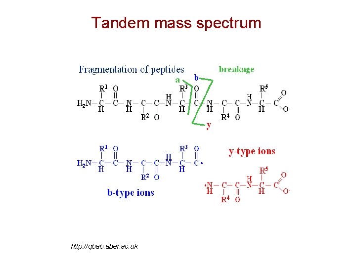 Tandem mass spectrum http: //qbab. aber. ac. uk 