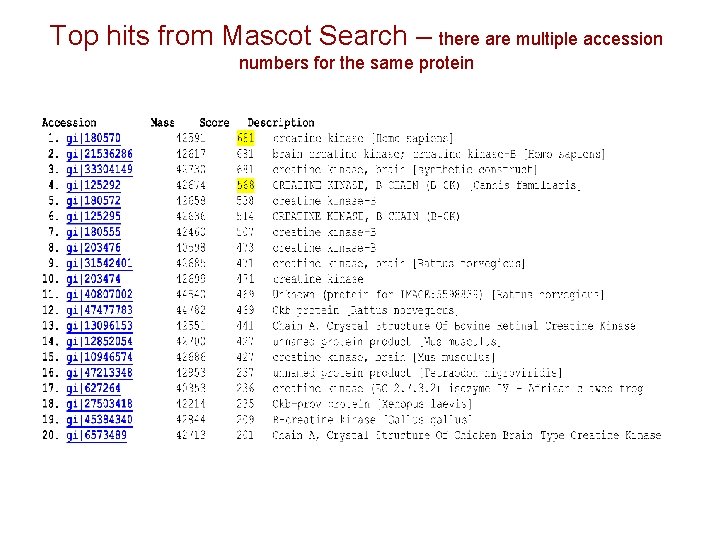 Top hits from Mascot Search – there are multiple accession numbers for the same