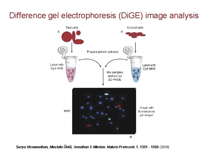 Difference gel electrophoresis (Di. GE) image analysis Surya Viswanathan, Mustafa Ünlü, Jonathan S Minden.