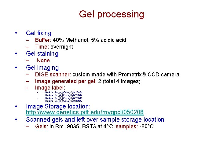 Gel processing • Gel fixing – – • Gel staining – • • None