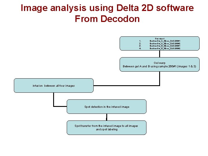 Image analysis using Delta 2 D software From Decodon 1. 2. 3. 4. Gel