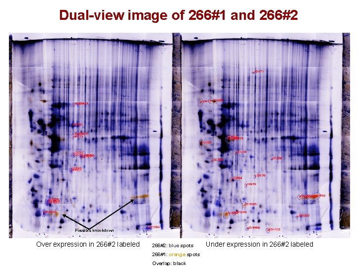 Dual-view image of 266#1 and 266#2 Possible knockdown Over expression in 266#2 labeled 266#2: