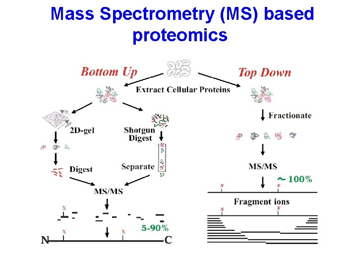 Mass Spectrometry (MS) based proteomics 