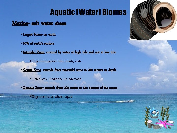 Aquatic (Water) Biomes Marine- salt water areas • Largest biome on earth • 70%