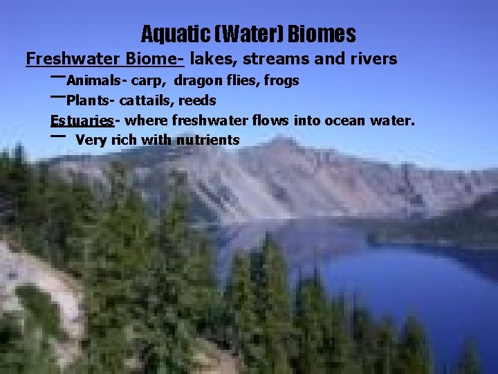 Aquatic (Water) Biomes Freshwater Biome- lakes, streams and rivers –Animals- carp, dragon flies, frogs