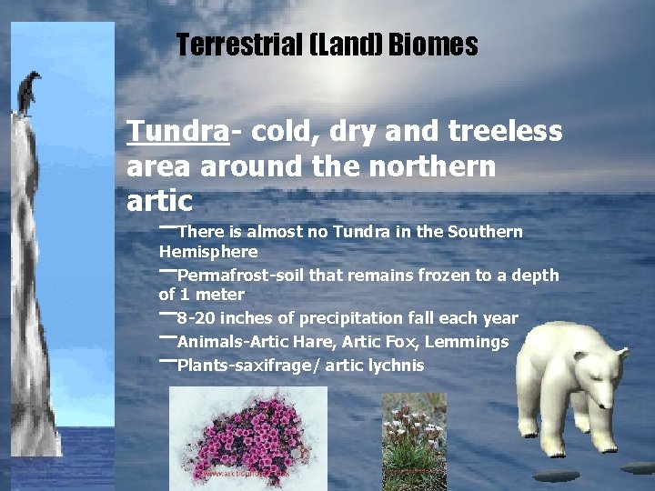 Terrestrial (Land) Biomes Tundra- cold, dry and treeless area around the northern artic –There