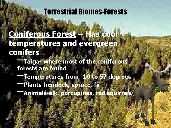 Terrestrial Biomes-Forests Coniferous Forest – Has cool temperatures and evergreen conifers –Taiga- where most