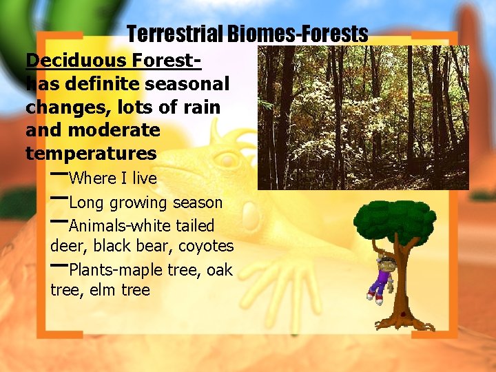 Terrestrial Biomes-Forests Deciduous Foresthas definite seasonal changes, lots of rain and moderate temperatures –Where