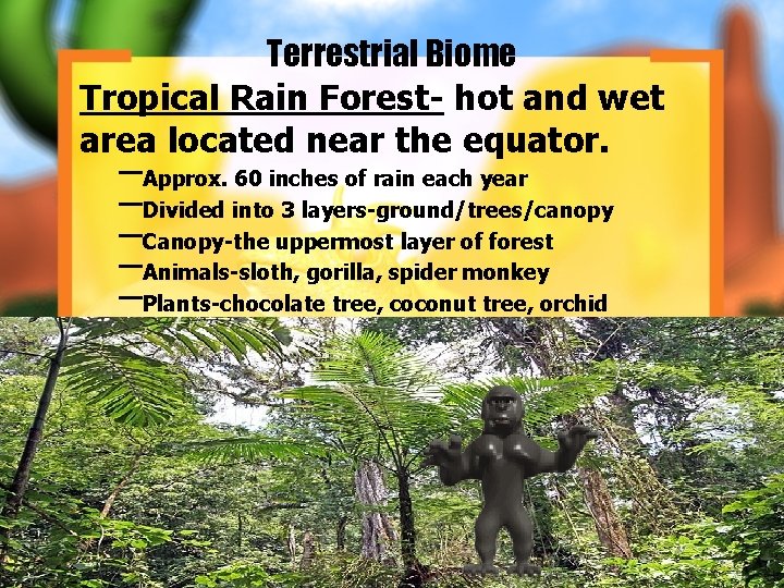 Terrestrial Biome Tropical Rain Forest- hot and wet area located near the equator. –Approx.