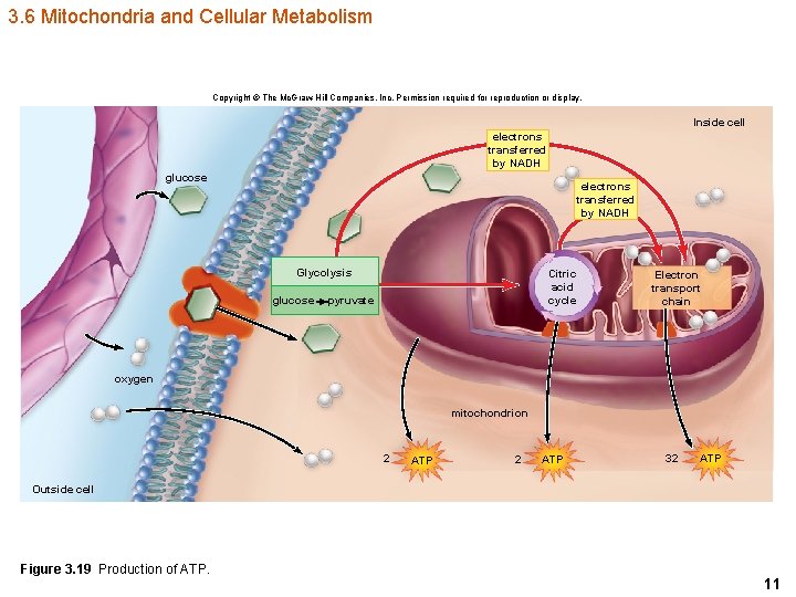 3. 6 Mitochondria and Cellular Metabolism Copyright © The Mc. Graw-Hill Companies, Inc. Permission