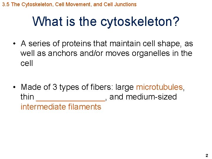 3. 5 The Cytoskeleton, Cell Movement, and Cell Junctions What is the cytoskeleton? •