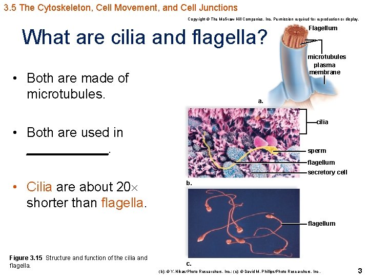 3. 5 The Cytoskeleton, Cell Movement, and Cell Junctions Copyright © The Mc. Graw-Hill