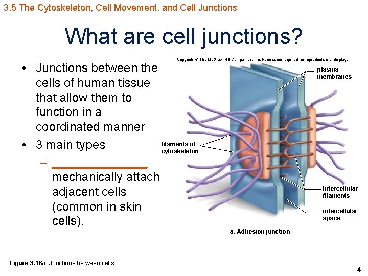 3. 5 The Cytoskeleton, Cell Movement, and Cell Junctions What are cell junctions? Copyright