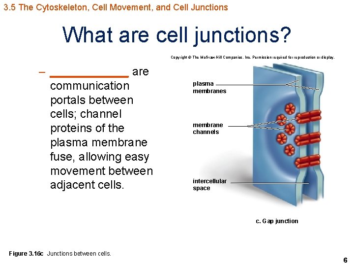 3. 5 The Cytoskeleton, Cell Movement, and Cell Junctions What are cell junctions? Copyright