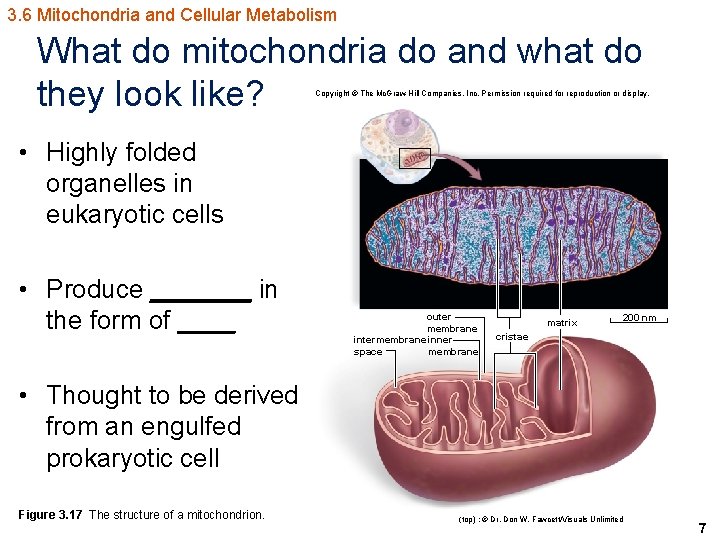 3. 6 Mitochondria and Cellular Metabolism What do mitochondria do and what do they