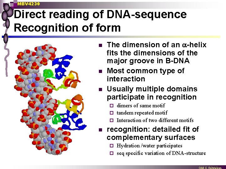 MBV 4230 Direct reading of DNA-sequence Recognition of form n n n The dimension