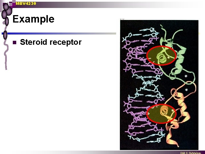 MBV 4230 Example n Steroid receptor 