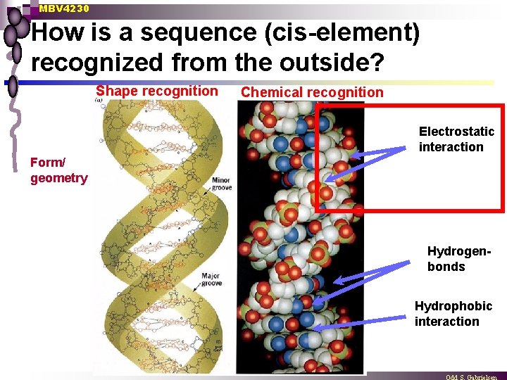 MBV 4230 How is a sequence (cis-element) recognized from the outside? Shape recognition Chemical