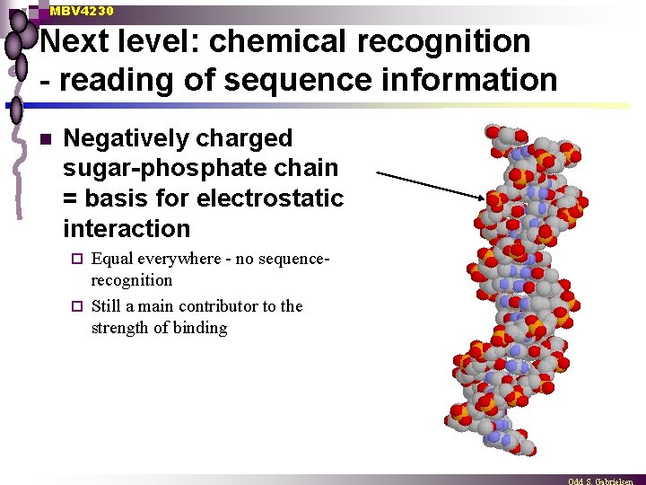 MBV 4230 Next level: chemical recognition - reading of sequence information n Negatively charged