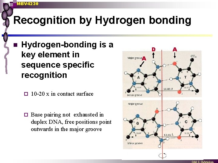 MBV 4230 Recognition by Hydrogen bonding n Hydrogen-bonding is a key element in sequence