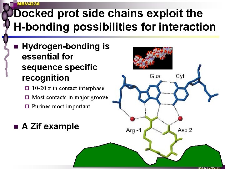 MBV 4230 Docked prot side chains exploit the H-bonding possibilities for interaction n Hydrogen-bonding