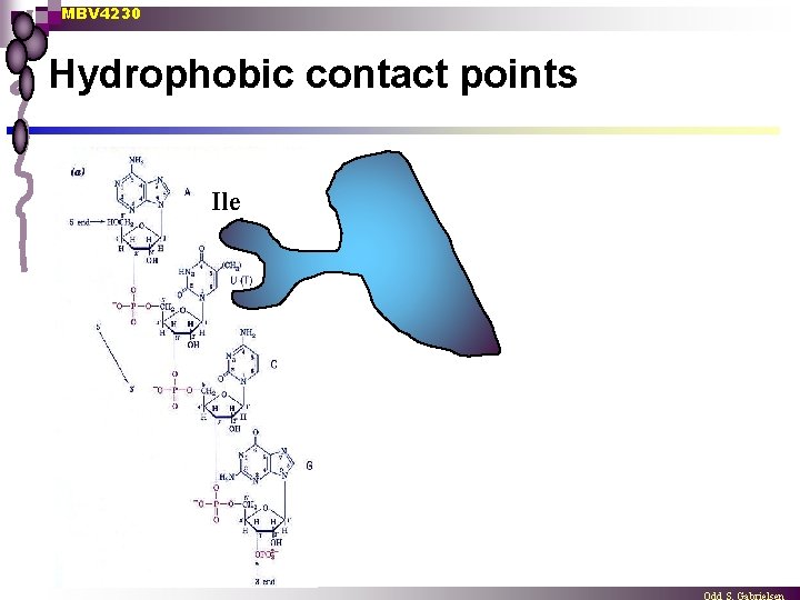 MBV 4230 Hydrophobic contact points Ile 