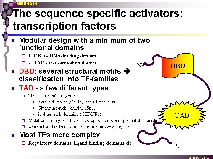 MBV 4230 The sequence specific activators: transcription factors n Modular design with a minimum