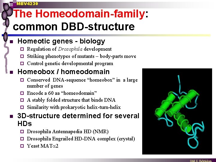 MBV 4230 The Homeodomain-family: common DBD-structure n Homeotic genes - biology Regulation of Drosophila