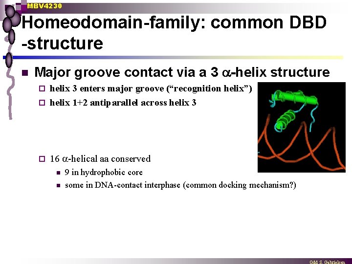 MBV 4230 Homeodomain-family: common DBD -structure n Major groove contact via a 3 -helix