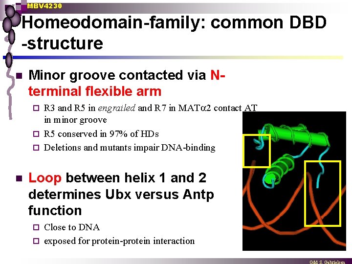 MBV 4230 Homeodomain-family: common DBD -structure n Minor groove contacted via Nterminal flexible arm