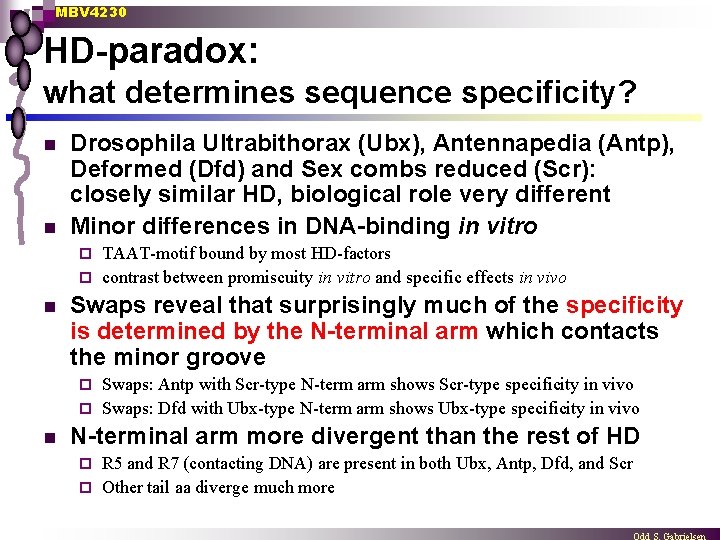 MBV 4230 HD-paradox: what determines sequence specificity? n n Drosophila Ultrabithorax (Ubx), Antennapedia (Antp),
