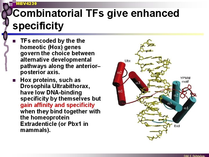 MBV 4230 Combinatorial TFs give enhanced specificity n n TFs encoded by the homeotic