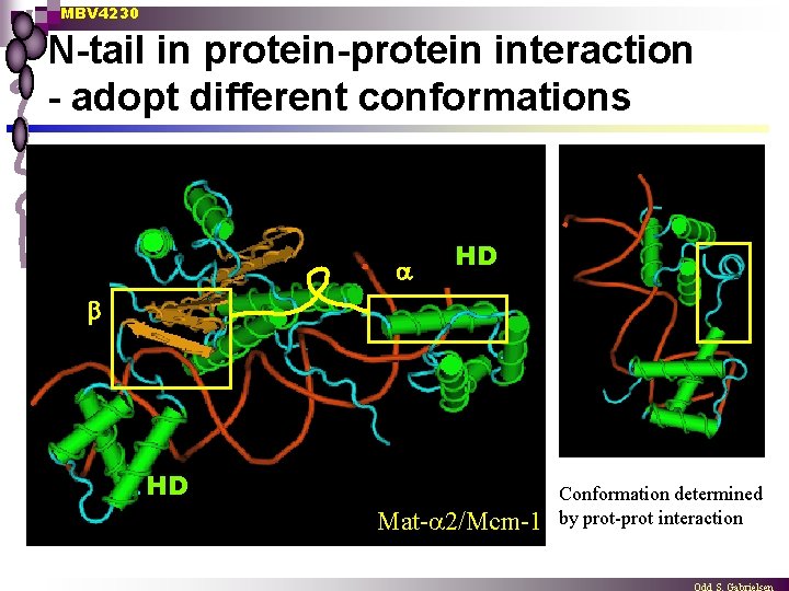MBV 4230 N-tail in protein-protein interaction - adopt different conformations HD HD Mat- 2/Mcm-1