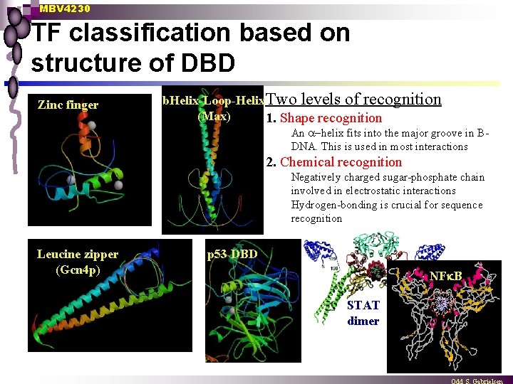 MBV 4230 TF classification based on structure of DBD Zinc finger b. Helix-Loop-Helix. Two