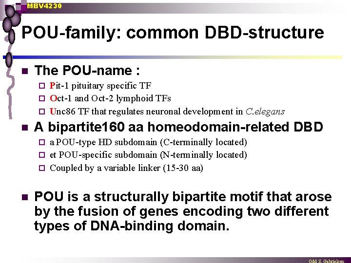 MBV 4230 POU-family: common DBD-structure n The POU-name : Pit-1 pituitary specific TF ¨