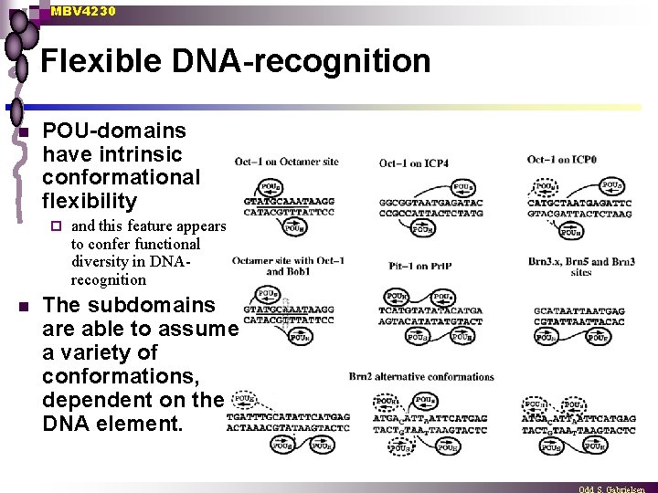 MBV 4230 Flexible DNA-recognition n POU-domains have intrinsic conformational flexibility ¨ n and this