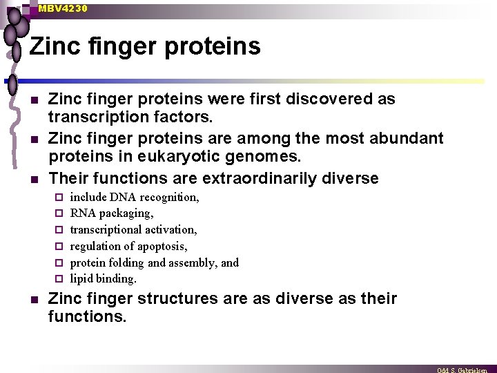 MBV 4230 Zinc finger proteins n n n Zinc finger proteins were first discovered