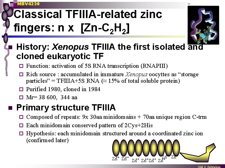 MBV 4230 Classical TFIIIA-related zinc fingers: n x [Zn-C 2 H 2] n History: