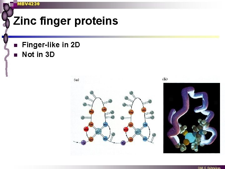 MBV 4230 Zinc finger proteins n n Finger-like in 2 D Not in 3