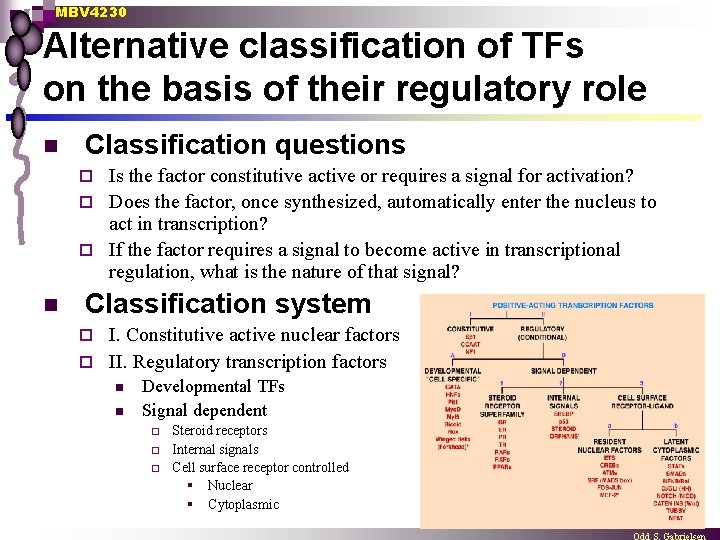 MBV 4230 Alternative classification of TFs on the basis of their regulatory role n