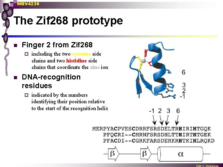 MBV 4230 The Zif 268 prototype n Finger 2 from Zif 268 ¨ n