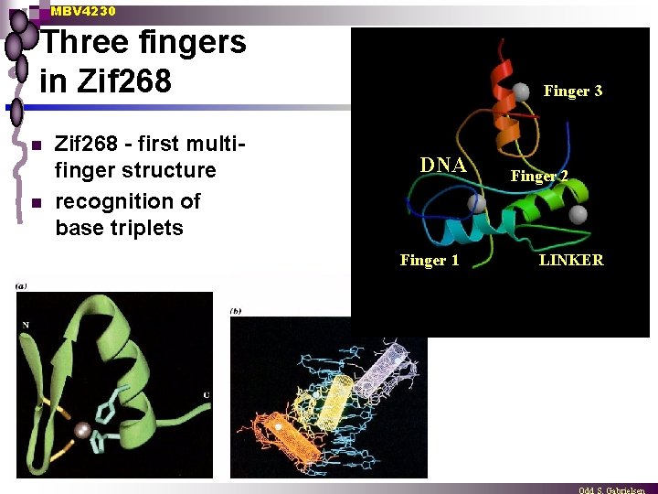 MBV 4230 Three fingers in Zif 268 n n Zif 268 - first multifinger