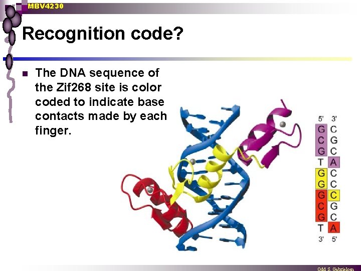 MBV 4230 Recognition code? n The DNA sequence of the Zif 268 site is