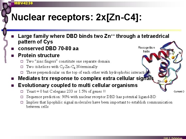 MBV 4230 Nuclear receptors: 2 x[Zn-C 4]: n n n Large family where DBD