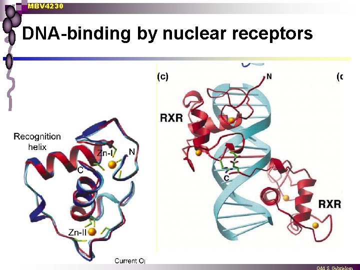 MBV 4230 DNA-binding by nuclear receptors 