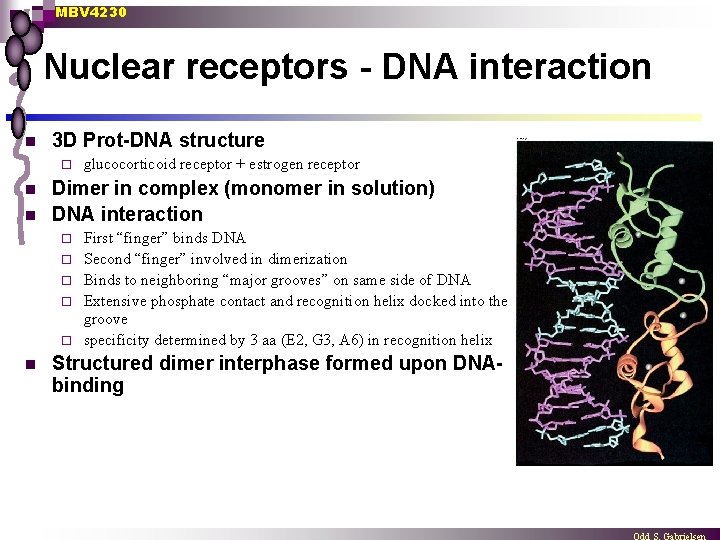 MBV 4230 Nuclear receptors - DNA interaction n 3 D Prot-DNA structure ¨ n