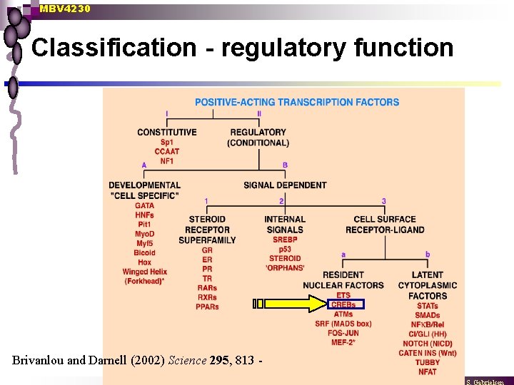 MBV 4230 Classification - regulatory function Brivanlou and Darnell (2002) Science 295, 813 -