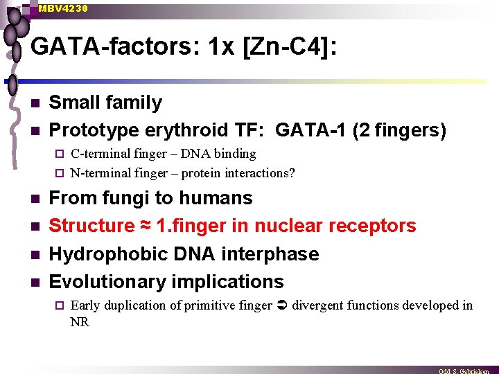 MBV 4230 GATA-factors: 1 x [Zn-C 4]: n n Small family Prototype erythroid TF: